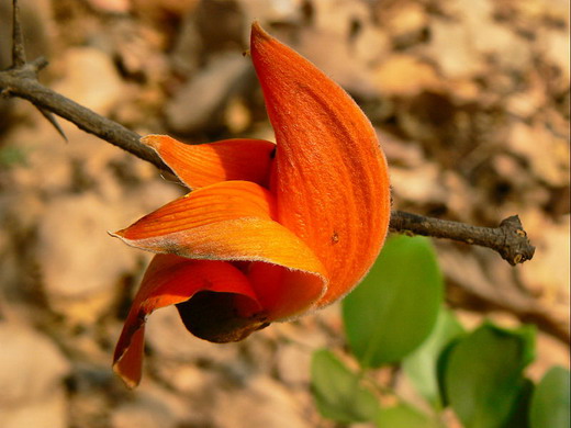 ͧ : Provincial Tree of Chiang Mai